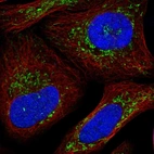 Immunofluorescent staining of human cell line U-2 OS shows positivity in mitochondria.