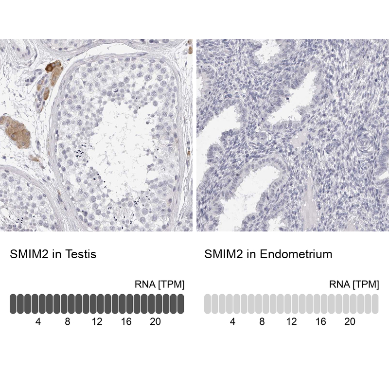 Anti-SMIM2 Antibody