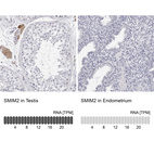 Anti-SMIM2 Antibody