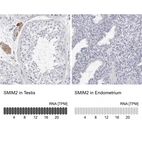 Anti-SMIM2 Antibody