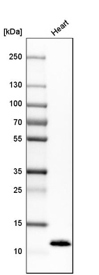 Western blot analysis in human heart tissue.