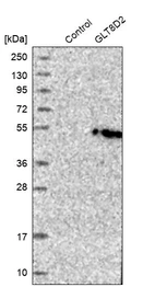 Western blot analysis in control (vector only transfected HEK293T lysate) and GLT8D2 over-expression lysate (Co-expressed with a C-terminal myc-DDK tag (~3.1 kDa) in mammalian HEK293T cells, LY410552).