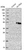 Anti-GLT8D2 Antibody