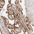 Immunohistochemical staining of human placenta shows strong granular cytoplasmic positivity in trophoblastic cells.