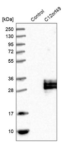 Anti-C12orf49 Antibody
