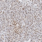 Anti-COPS7A Antibody