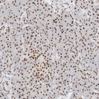 Anti-COPS7A Antibody