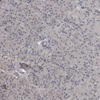 Immunohistochemical staining of human pancreas shows no positivity in exocrine glandular cells as expected.