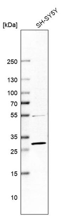 Western blot analysis in human cell line SH-SY5Y.