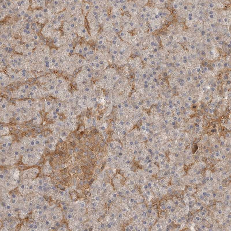 Anti-CLDN12 Antibody