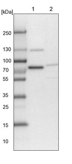 Lane 1: NIH-3T3 cell lysate (Mouse embryonic fibroblast cells)_br/_Lane 2: NBT-II cell lysate (Rat Wistar bladder tumour cells)
