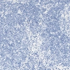 Immunohistochemical staining of human lymph node shows no positivity in non-germinal center cells as expected.