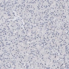 Immunohistochemical staining of human pancreas shows no positivity in exocrine glandular cells as expected.