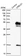 Anti-CRELD1 Antibody