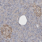 Immunohistochemical staining of human pancreas shows strong cytoplasmic granular positivity in islets of Langerhans.
