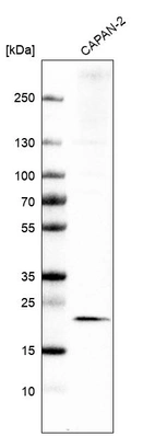 Western blot analysis in human cell line CAPAN-2.