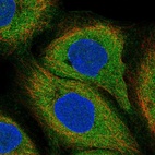 Anti-LILRB3 Antibody