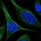 Immunofluorescent staining of human cell line U-2 OS shows localization to microtubules.