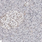 Immunohistochemical staining of human pancreas shows moderate nuclear positivity in islets of Langerhans.