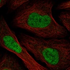 Immunofluorescent staining of human cell line U-2 OS shows localization to nucleoplasm.