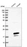 Anti-POMP Antibody