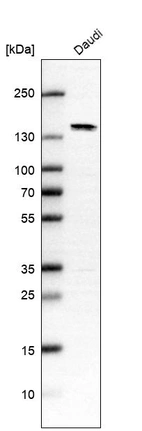 Western blot analysis in human cell line Daudi.