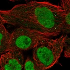 Immunofluorescent staining of human cell line A-431 shows localization to nucleoplasm, nucleoli fibrillar center & vesicles.