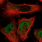 Immunofluorescent staining of human cell line U-251 MG shows localization to nucleoplasm & cytosol.