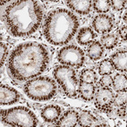 Immunohistochemical staining of human stomach shows strong nuclear positivity in glandular cells.