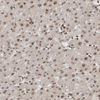 Anti-EYA2 Antibody