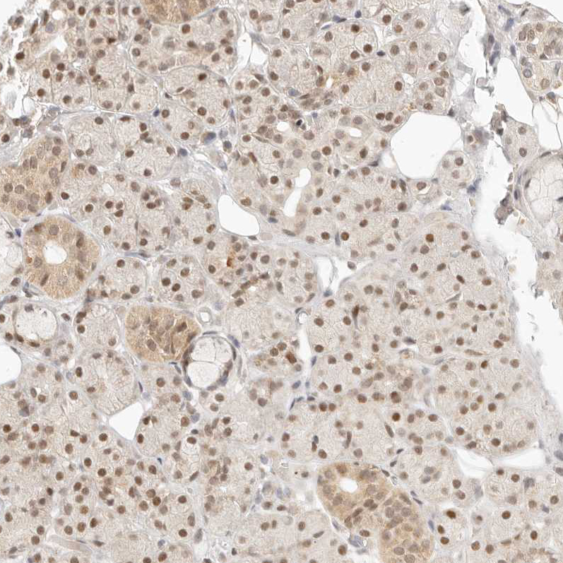 Anti-ASCL3 Antibody