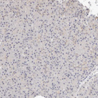 Immunohistochemical staining of human pancreas shows no positivity in exocrine glandular cells.