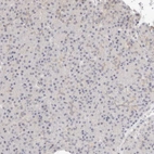 Immunohistochemical staining of human pancreas shows no positivity in exocrine glandular cells.