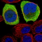 Immunofluorescent staining of human cell line A-431 shows localization to nucleoplasm & cytosol.