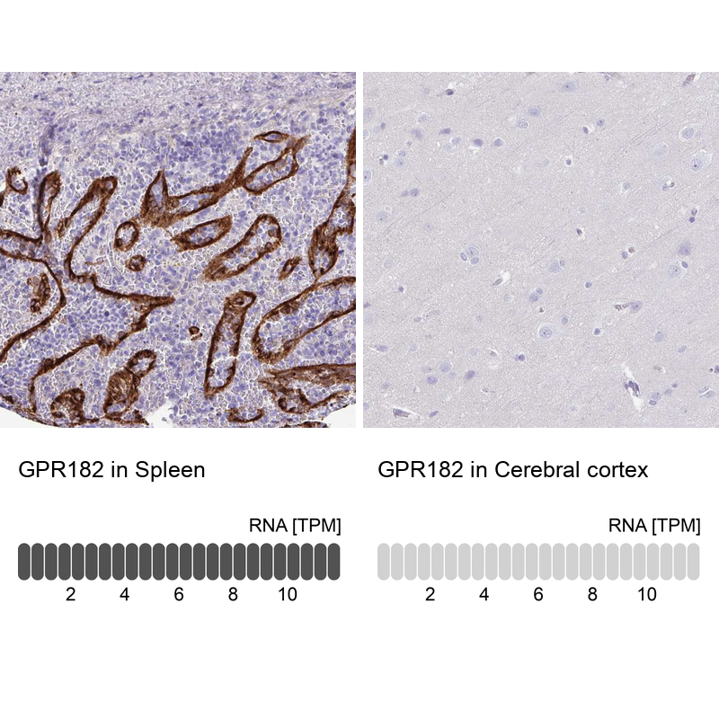 Anti-GPR182 Antibody