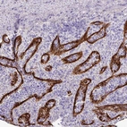 Immunohistochemical staining of human spleen shows high expression.