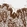 Anti-OTUD7B Antibody