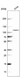 Anti-OTUD7B Antibody