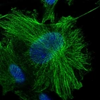 Immunofluorescent staining of human cell line U-251 MG shows localization to nucleoplasm & microtubules.