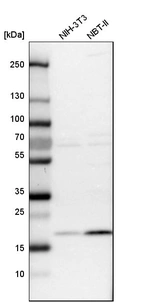 Western blot analysis in mouse cell line NIH-3T3 and rat cell line NBT-II.