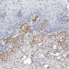 Anti-COL26A1 Antibody