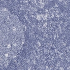 Immunohistochemical staining of human lymph node shows no positivity in non-germinal center cells as expected.
