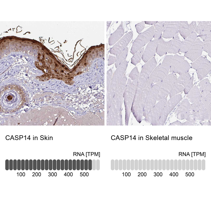 Anti-CASP14 Antibody