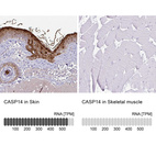 Anti-CASP14 Antibody