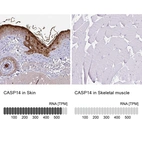 Anti-CASP14 Antibody