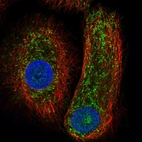 Immunofluorescent staining of human cell line hTCEpi shows localization to nucleus, cytosol & mitochondria.