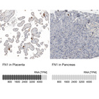 Anti-FN1 Antibody