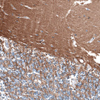 Anti-RXFP1 Antibody