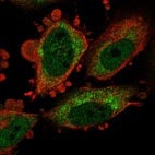 Immunofluorescent staining of human cell line U-251 MG shows localization to nucleoplasm & cytosol.
