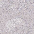 Immunohistochemical staining of human pancreas shows no positivity as expected.